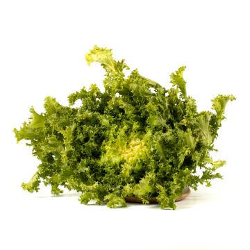 Le selezioni P&V Scarola riccia indivia prezzemolo e vitale