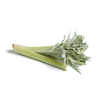 cardo
