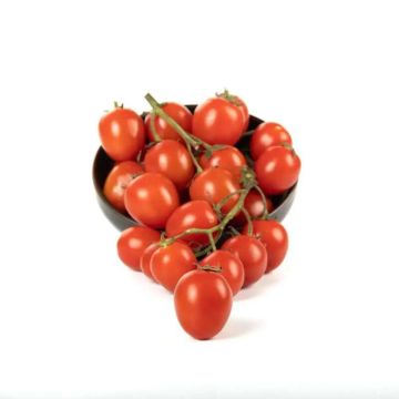 pomodoro-datterino-marsalino