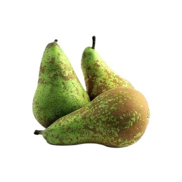 0053531