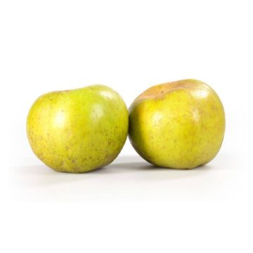 0053681
