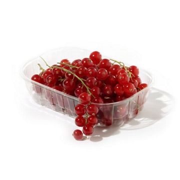 ribes