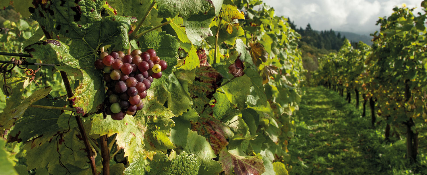 Di Vini - Emozioni Accessibili - Le nostre grandi scoperte a prezzo democratico